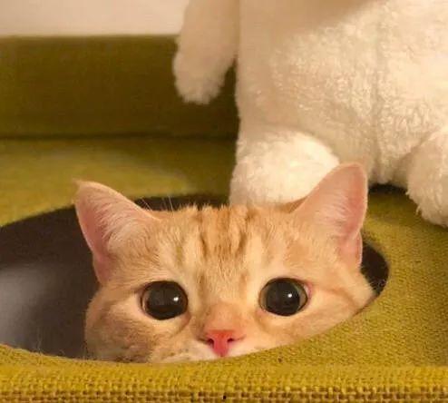 橘猫王者爆料视频在线观看,揭秘游戏幕后精彩瞬间